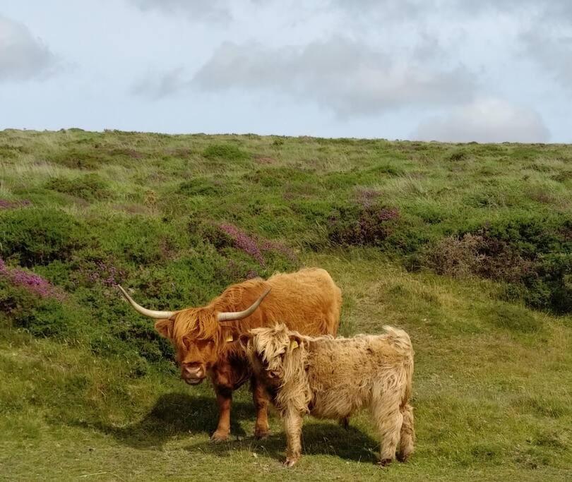 The Dairy - Quaint 1Br In Dartmoor National Park Villa Hennock Exterior foto